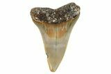 Fossil Broad-Toothed Mako Shark Tooth - North Carolina #272959-1